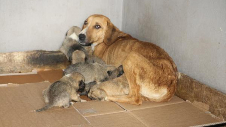 Donmak üzereyken bulunan köpek ve 8 yavrusuna belediye sahip çıktı