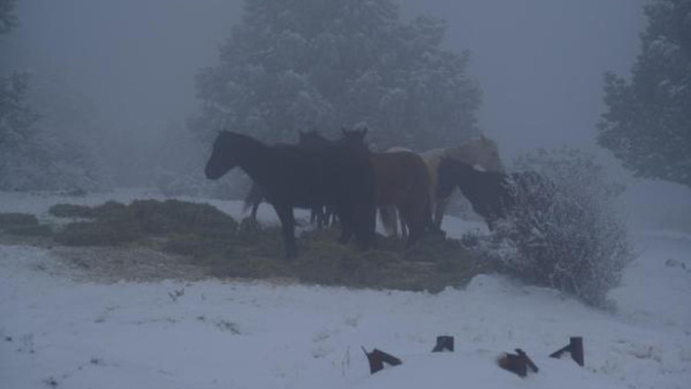 Karla kaplı Spildeki yaban hayvanları için yem bırakıldı