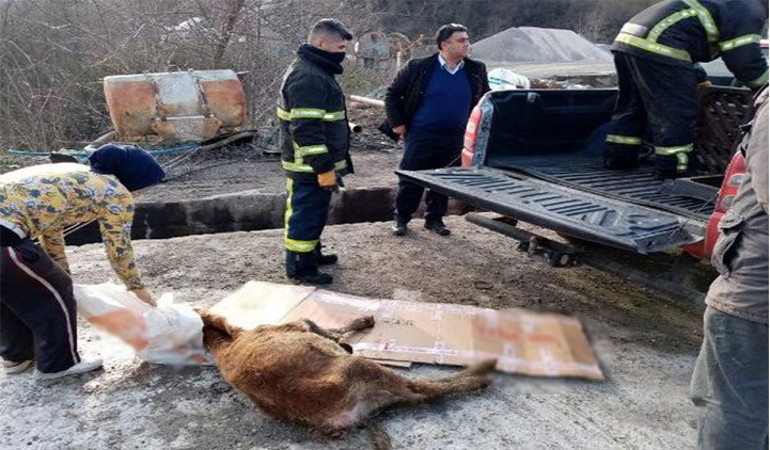 İtfaiye eri balçığa saplanan danayı kurtarıp sırtında taşıdı