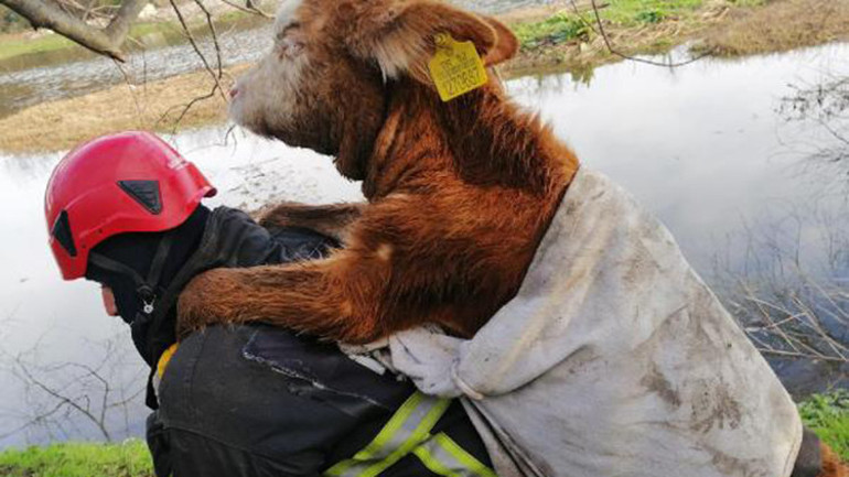 İtfaiye eri balçığa saplanan danayı kurtarıp sırtında taşıdı