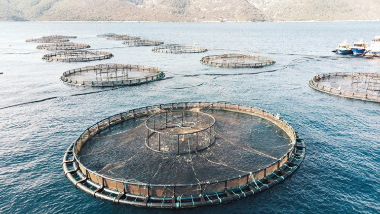 Şemsi Kavalar “İşim gücüm, Türk kültür balıkçılığını dünyada hak ettiği yere taşımak”