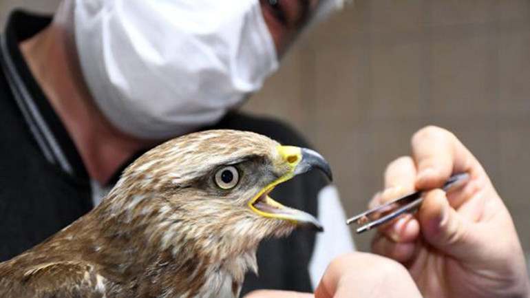 Vatandaşın bitkin halde bulduğu şahin, tedaviye alındı