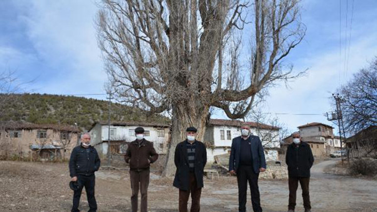 Tokattaki 7 asırlık kavak ağacına koruma talebi