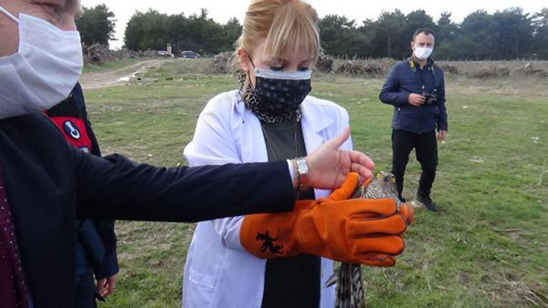 Çanakkale’de tedavi edilen 2 atmaca doğaya salındı