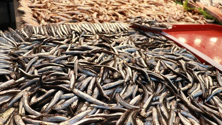 Kısmi hamsi avı yasağı ne zaman son buluyor Tarım ve Orman Bakanı Pakdemirli o tarihi açıkladı