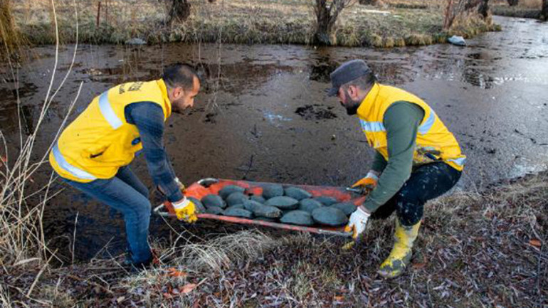 Dere ıslah çalışmasında fark edilen su kaplumbağaları, sulak alana taşındı