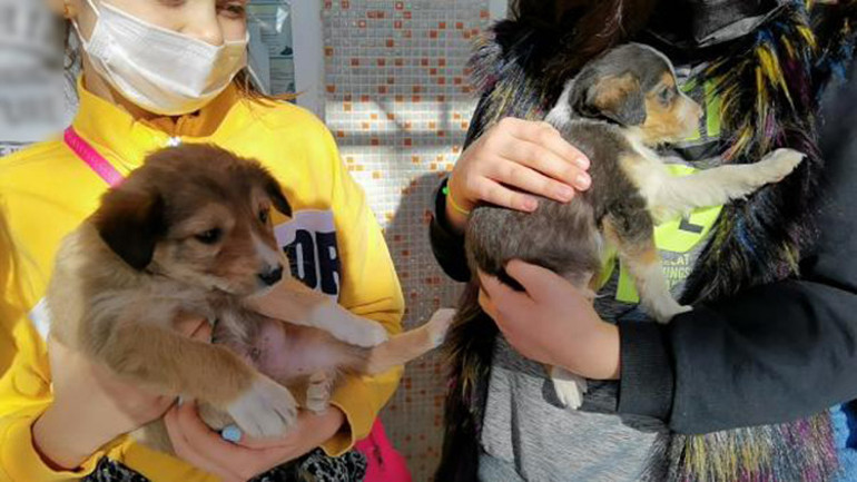 Çocuklar, sokak hayvanları için kolları sıvadı