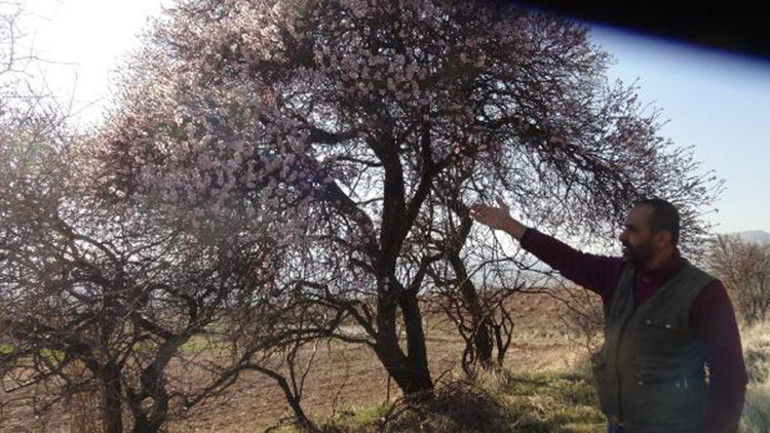 Batmanda erken çiçek açan badem ağaçları çiftçileri tedirgin etti