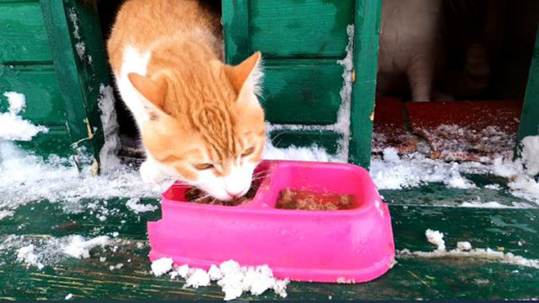 Sancaktepe Belediyesi karlı havada minik dostları unutmadı