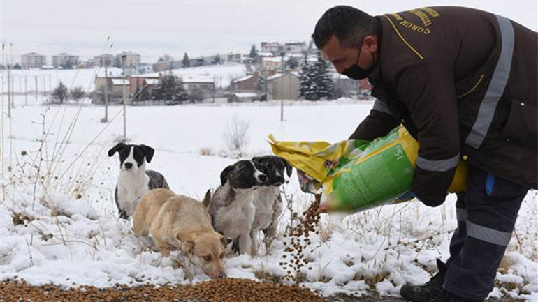 Sinop, Çorum ve Kastamonuda yaban hayvanları için doğaya yiyecek bırakıldı