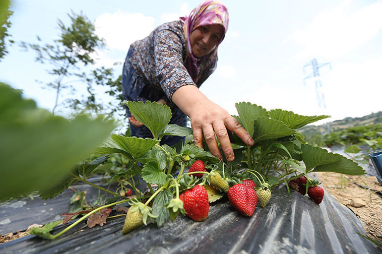 Nilüfer’de 2021 gıda yılı olacak