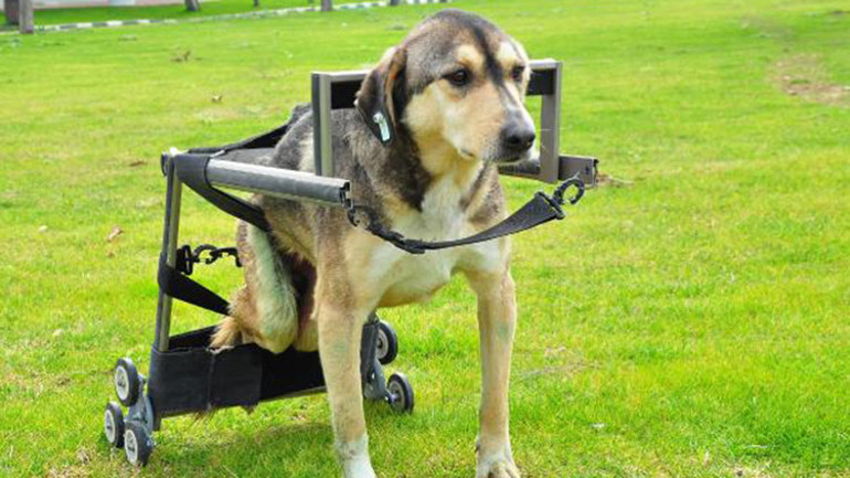 Otomobilin çarptığı Kırçıllı hayata özel yürüteçle tutundu