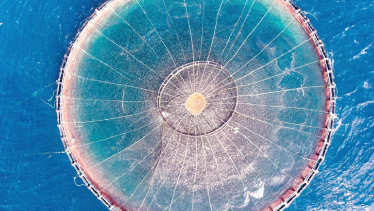 Kültür balıkçılığına yön veren ortakların sıra dışı başarı hikayesi