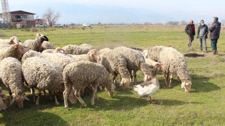 Koyun sürüsüne çobanlık yapan kaz şaşırtıyor