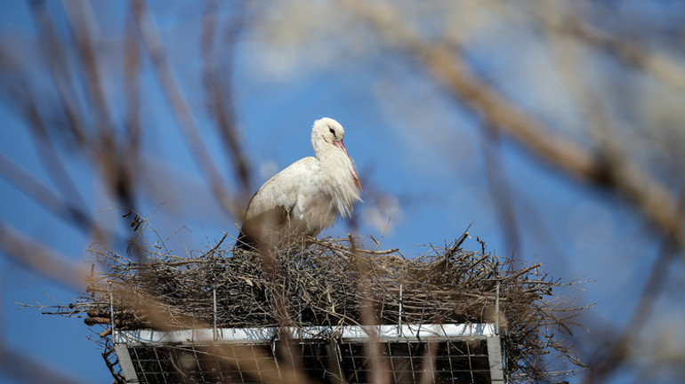 Masallardan fırlamış gibi: Adem Amca ve Yaren Leylek’in muhteşem dostluğu