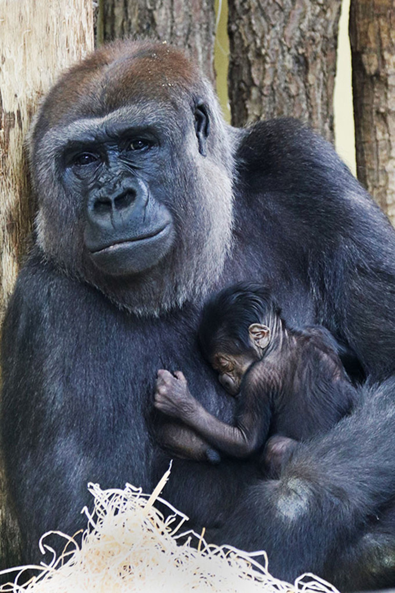Goril bebeğe ‘Tilla’ adı verildi