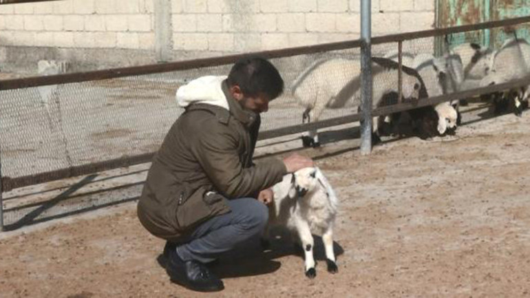 200 kuzunun anneleriyle buluşma anı, dronla görüntülendi