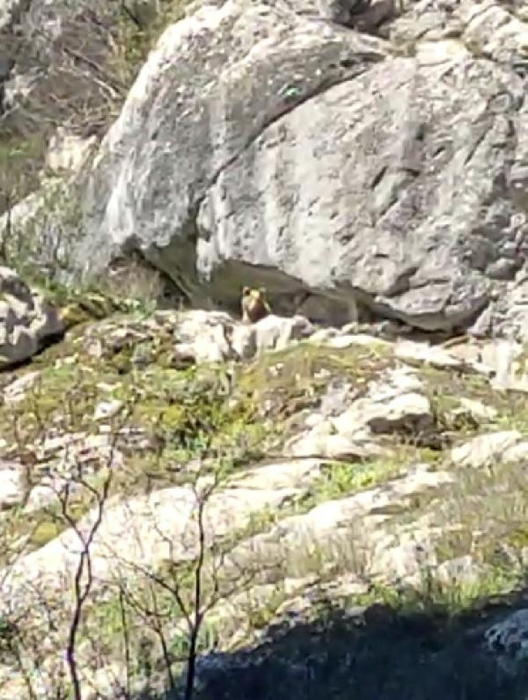 İki genç, kış uykusundan uyanan ayıyla karşılaştı: Selamün aleyküm