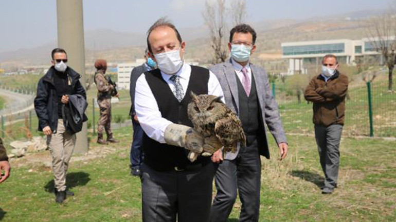 Şırnak Valisi, 20 gün tedavi uygulanan puhuyu doğaya saldı