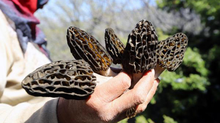 Kuzugöbeği mantarının tazesinin kilosu 250, kurusu bin liradan alıcı buluyor