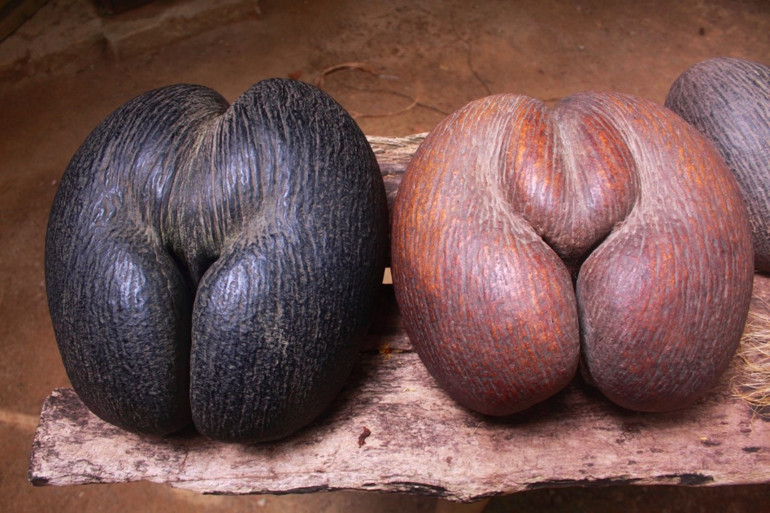 Gözünüzden kaçmış olabilir | Arsa fiyatları neden çıldırdı... mRNA mucidinin hikayesi... Coco de Mer krizi...