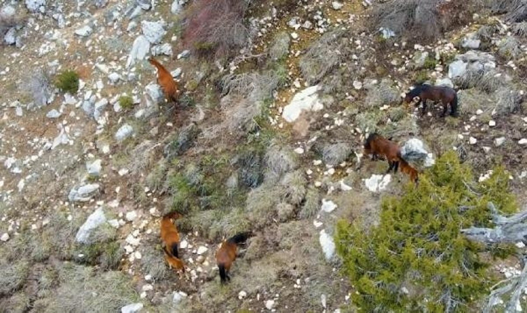 Burdurda yılkı atları, dronla görüntülendi