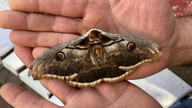 Dünyanın en güzel türleri arasında Tam 16 santimetre boyunda...