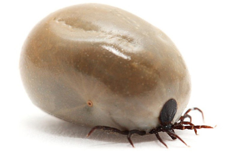 Kırım kongo kanamalı ateşi mi covid-19 mu Belirtileri nasıl ayırt edebiliriz