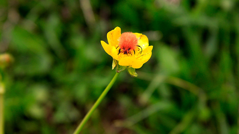 Elazığda tesadüfen keşfedildi Hayranlık uyandırıyor