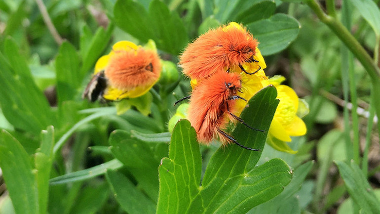 Elazığda tesadüfen keşfedildi Hayranlık uyandırıyor
