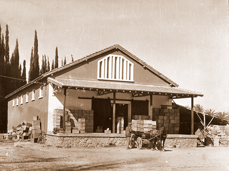 AVRUPA’NIN AVOKADO ÜRETİM ÜSSÜ OLACAĞIZ