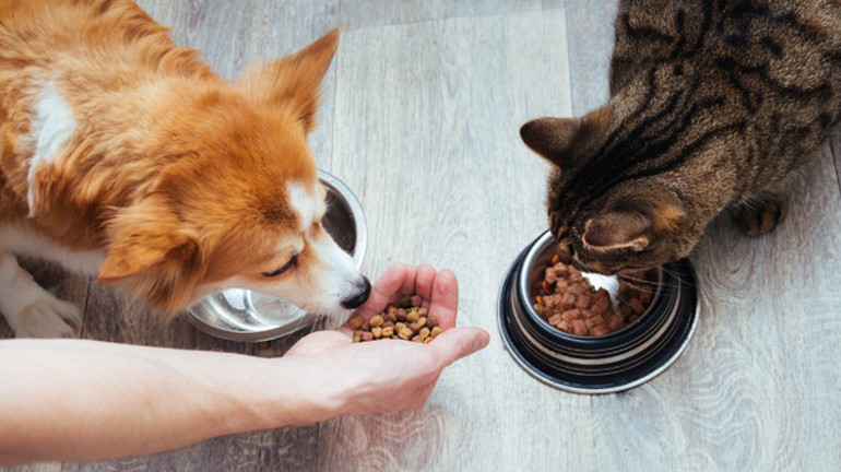Köpeklerini vegan besleyen çifte ceza Hayvanlar için zararlı mı
