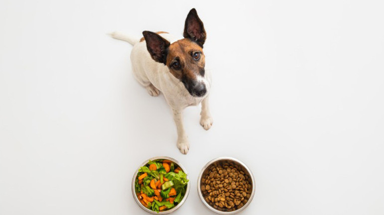Köpeklerini vegan besleyen çifte ceza Hayvanlar için zararlı mı