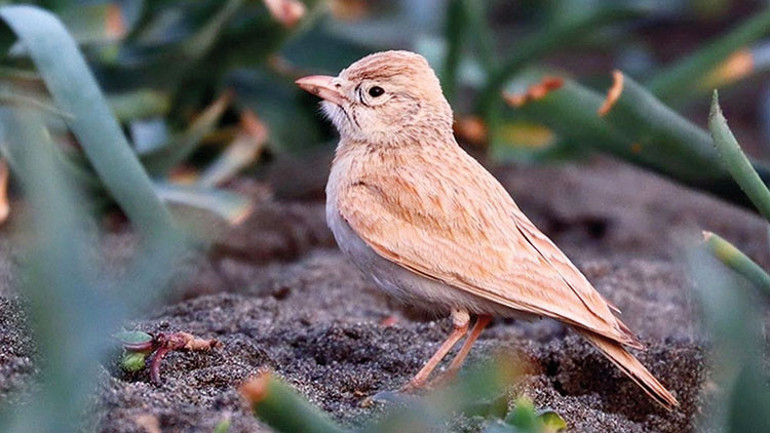 Anadolu parsı, benekleri ve tüm ayrıntılarıyla ilk kez görüntülendi