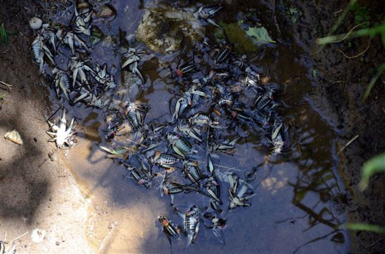 Bitliste çekirgeler çiftçinin korkulu rüyası oldu