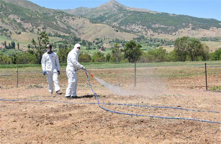 Bitliste çekirgeler çiftçinin korkulu rüyası oldu