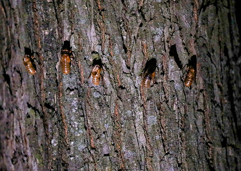 Son dakika haberler... 17 yıl sonra yeryüzüne çıktılar: Yiyen bile var