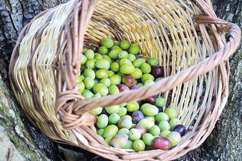 Pandemiyle coşan zeytinyağıyla ilgili tüketici eğitimi şart