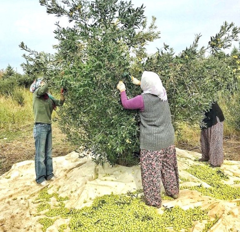 Pandemiyle coşan zeytinyağıyla ilgili tüketici eğitimi şart