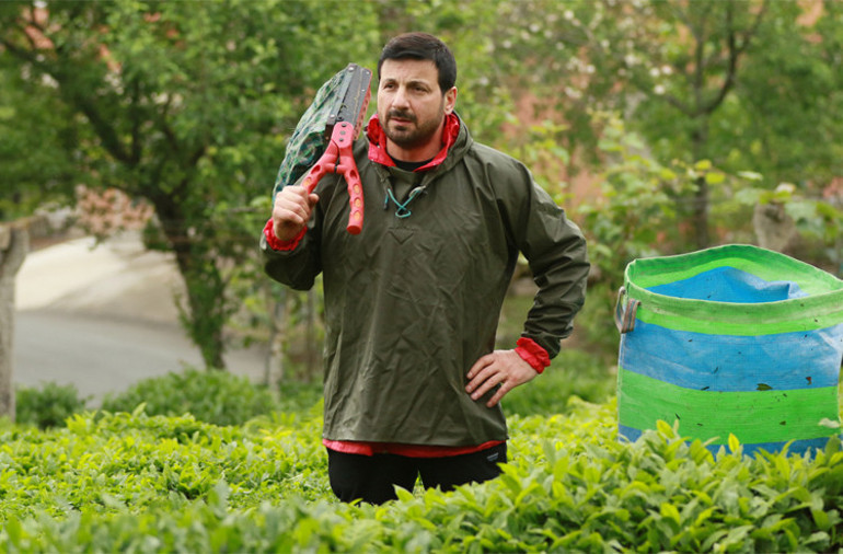 Davut Güloğlu köyünde çay toplayıp, stres atıyor