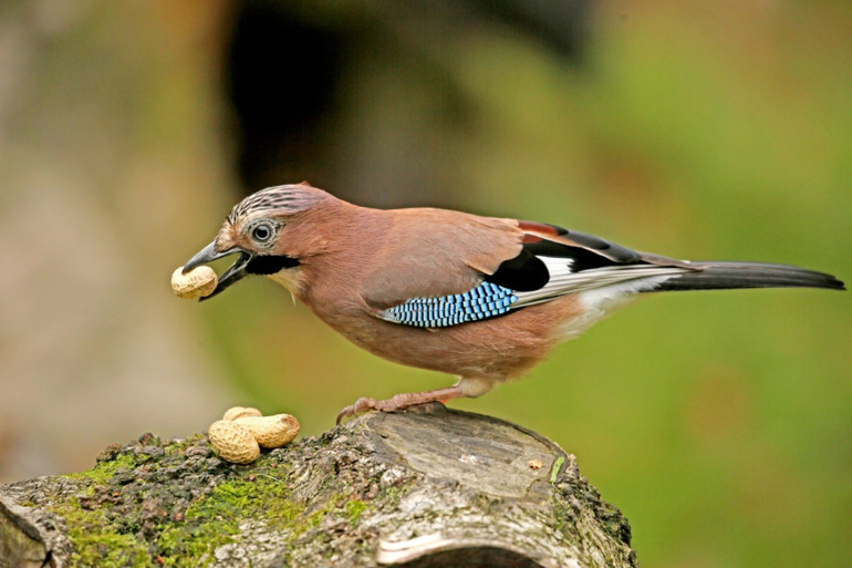 Bu haberden sonra kimse kimseye ‘kuş beyinli’ diye hakaret edemeyecek