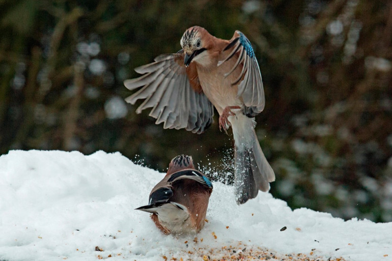 Bu haberden sonra kimse kimseye ‘kuş beyinli’ diye hakaret edemeyecek