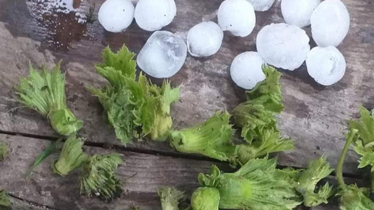 Fındığı dolu vurdu Rekoltede büyük kayıp beklentisi...