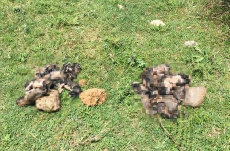 Denizlide isyan ettiren olay... Bunu yapan insanlıktan çıkmıştır