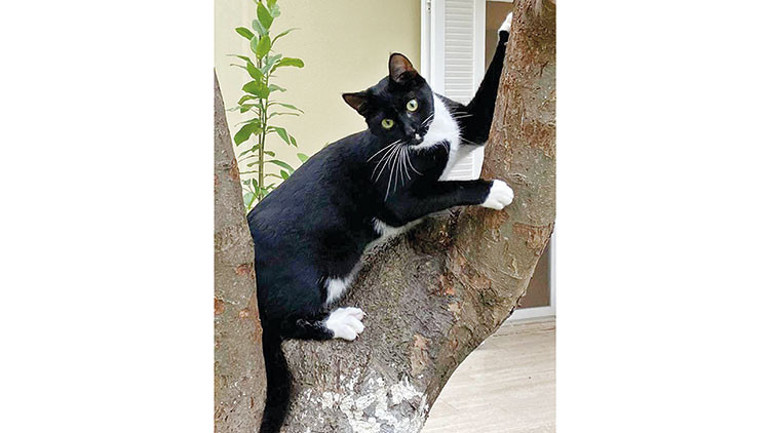 Aramıza giren kara kedi için ilgili herkese teşekkür ilanı