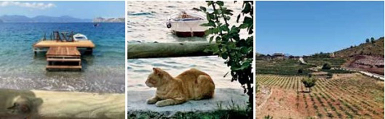 Bana Söğüt’ü bırakın, geri kalan dünya sizin olsun