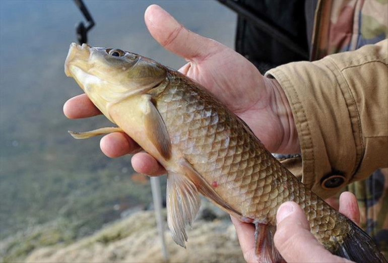 Süs balığı felaketi Heves kaçınca atılıyor, bakın neye yol açıyor...