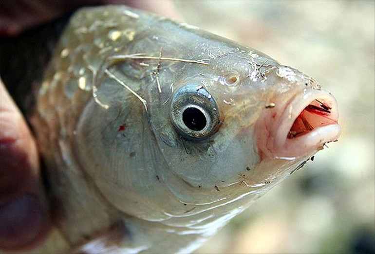 Süs balığı felaketi Heves kaçınca atılıyor, bakın neye yol açıyor...