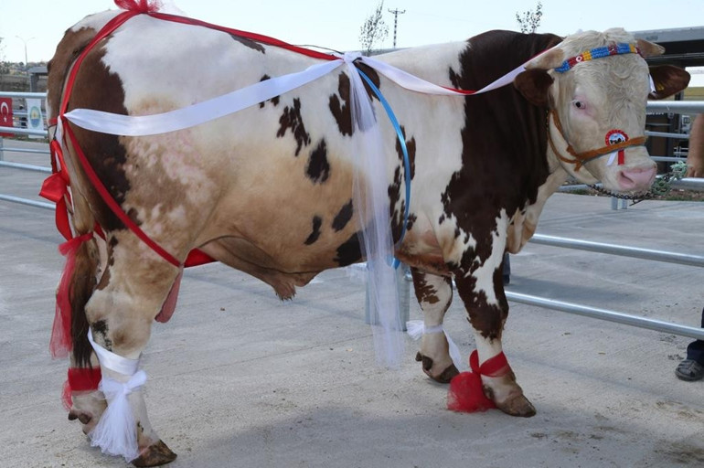 En güzel boğa Gelbaşılı Şahin