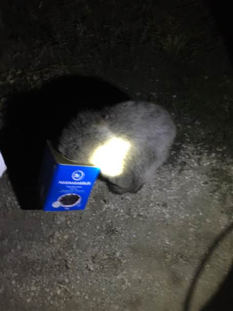 Kafası kutuya sıkışan yavru ayıyı, itfaiye kurtardı